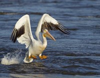 Pelican GIO Framed Print