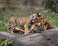 Malayan Tiger Cub: Priceless Fine Art Print