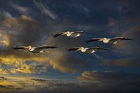 Pelican Foursome Fine Art Print