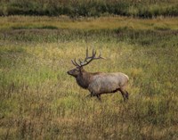 Bull Elk Yellowstone Fine Art Print