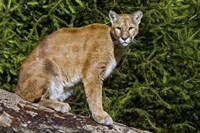 Cougar Fine Art Print
