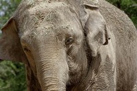 Elephant Fine Art Print