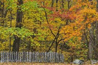 Fall Fence Scene Fine Art Print