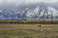 Fine Dining In The Tetons Fine Art Print