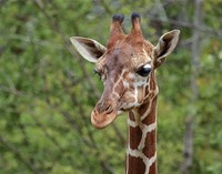 Giraffe Fine Art Print