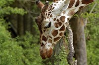 Giraffe 2 Fine Art Print