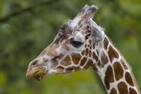 Giraffe Portrait Fine Art Print