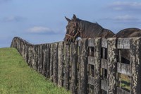 Hanging Out Fine Art Print