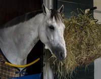 Pre-Race Wheaties Fine Art Print