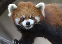 Red Panda Fine Art Print