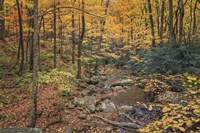 Roaring Fork Stream Fine Art Print