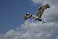 Sandhill Crane In Flight Fine Art Print