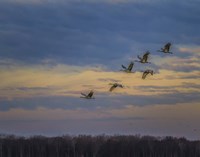 Sandhill Cranes At Sunrise Fine Art Print