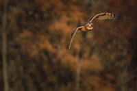 Short Eared Owl Fine Art Print