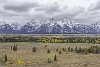 Teton Fall Colors Fine Art Print