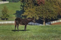 The Mane Event Fine Art Print
