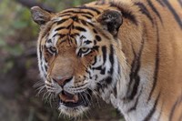 Tiger Fine Art Print