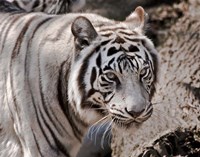 White Tiger 2 Fine Art Print