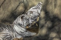 White Tiger Headbutt Fine Art Print
