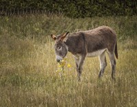 Young Burro Framed Print