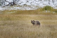 Young Grizzly In Yellowstone Fine Art Print