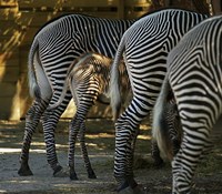 Zebra Bottoms Fine Art Print