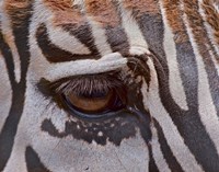 Zebra Eye Fine Art Print