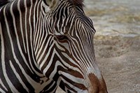 Zebra Fine Art Print