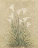 Calla Lilly Fine Art Print