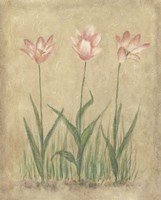 Blooming Tulips II Fine Art Print