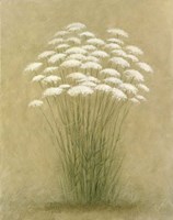 Floral D Fine Art Print