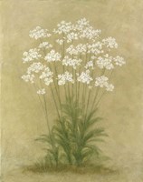 Floral E Fine Art Print