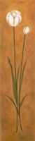 Tulip 1 Fine Art Print