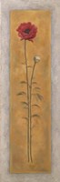 Tall Red Poppy W/Bud Right Fine Art Print