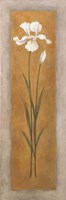 Tall White Iris Fine Art Print