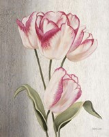 Parrot Tulips Fine Art Print