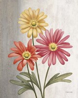 Gerber Daisies Fine Art Print