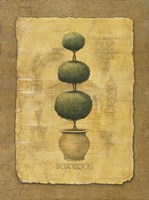 Boxwood Fine Art Print