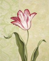 Tulip 2 Fine Art Print