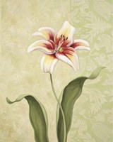 Lily Fine Art Print