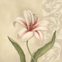 Cream Lily Fine Art Print