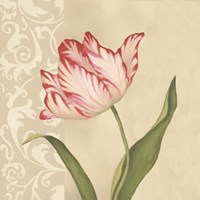 Cream Tulip Fine Art Print