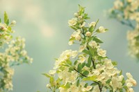 Spring Beauty II Fine Art Print