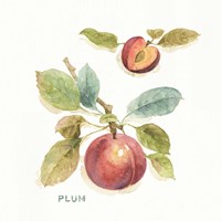 Orchard Bloom IV Framed Print