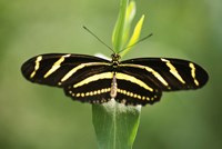 Yellow and Black Striped Butterfly Fine Art Print