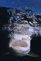 Great White Shark Showing Teeth Fine Art Print