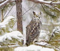 Owl in a Snowy Tree Fine Art Print