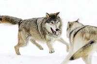 Wolves Fighting in Snow Fine Art Print