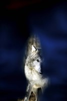 Wolf against a Blue Background Fine Art Print