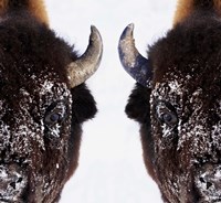 Mirror Image of Snowy Bison Fine Art Print